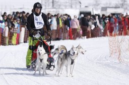 Lenk 2013